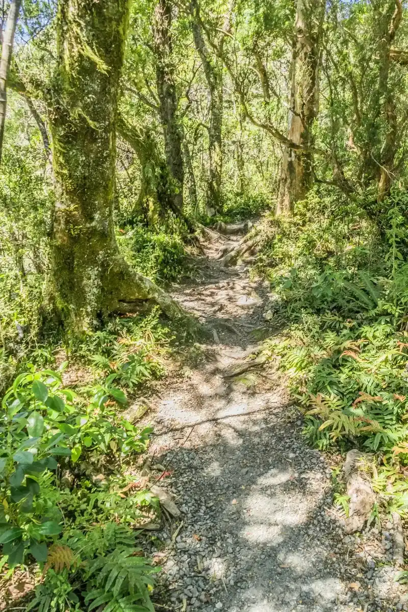 The Milford Lookout Track through mossy forest near Milford Sound.