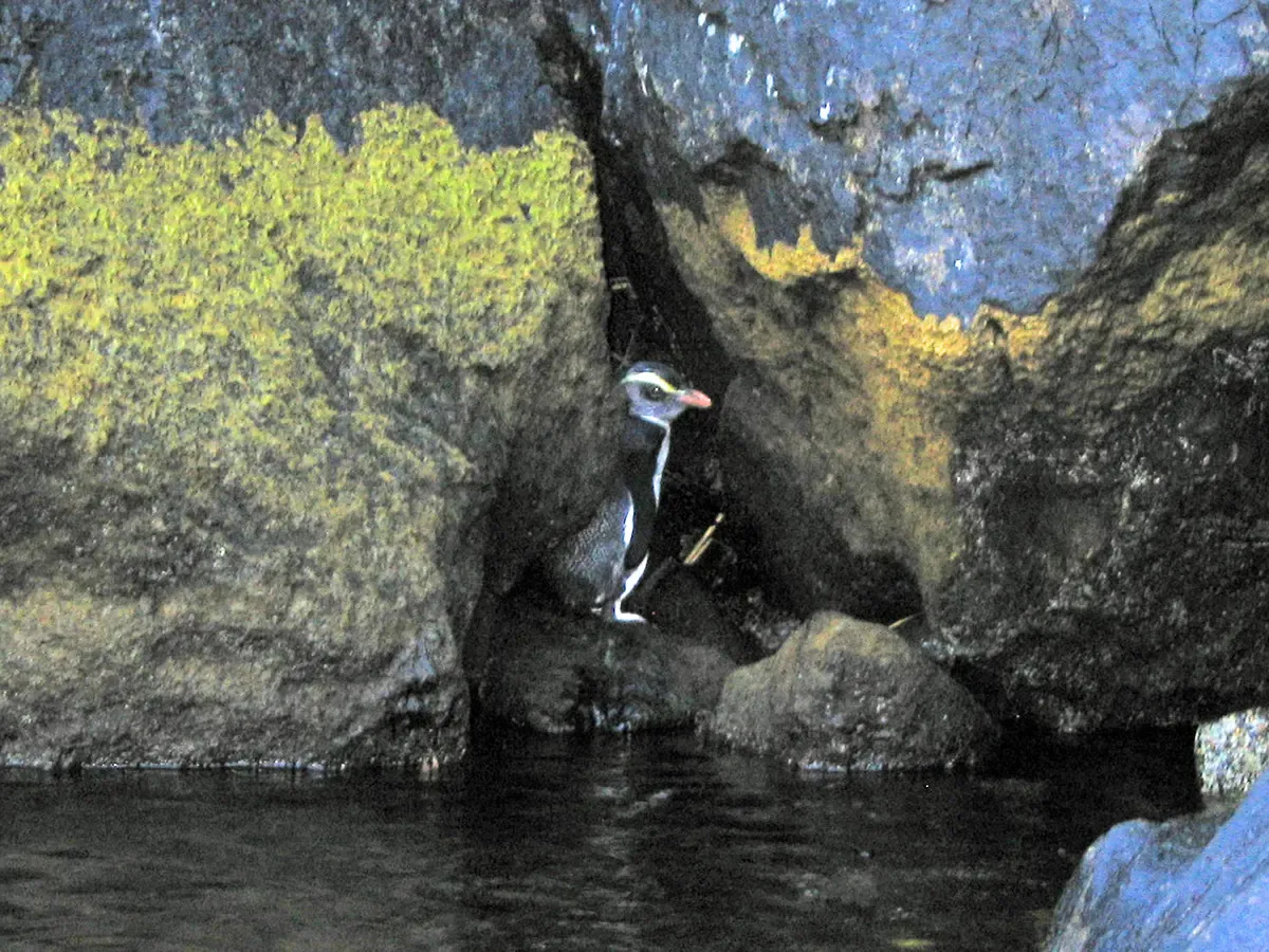 A Fiordland crested penguin among rocks at the water edge at Milford Sound.