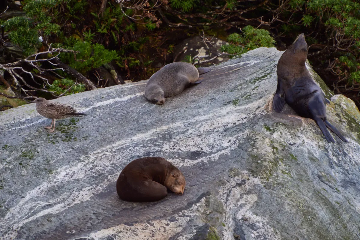 New Zealand fur seals resting on a granite rock at Milford Sound.