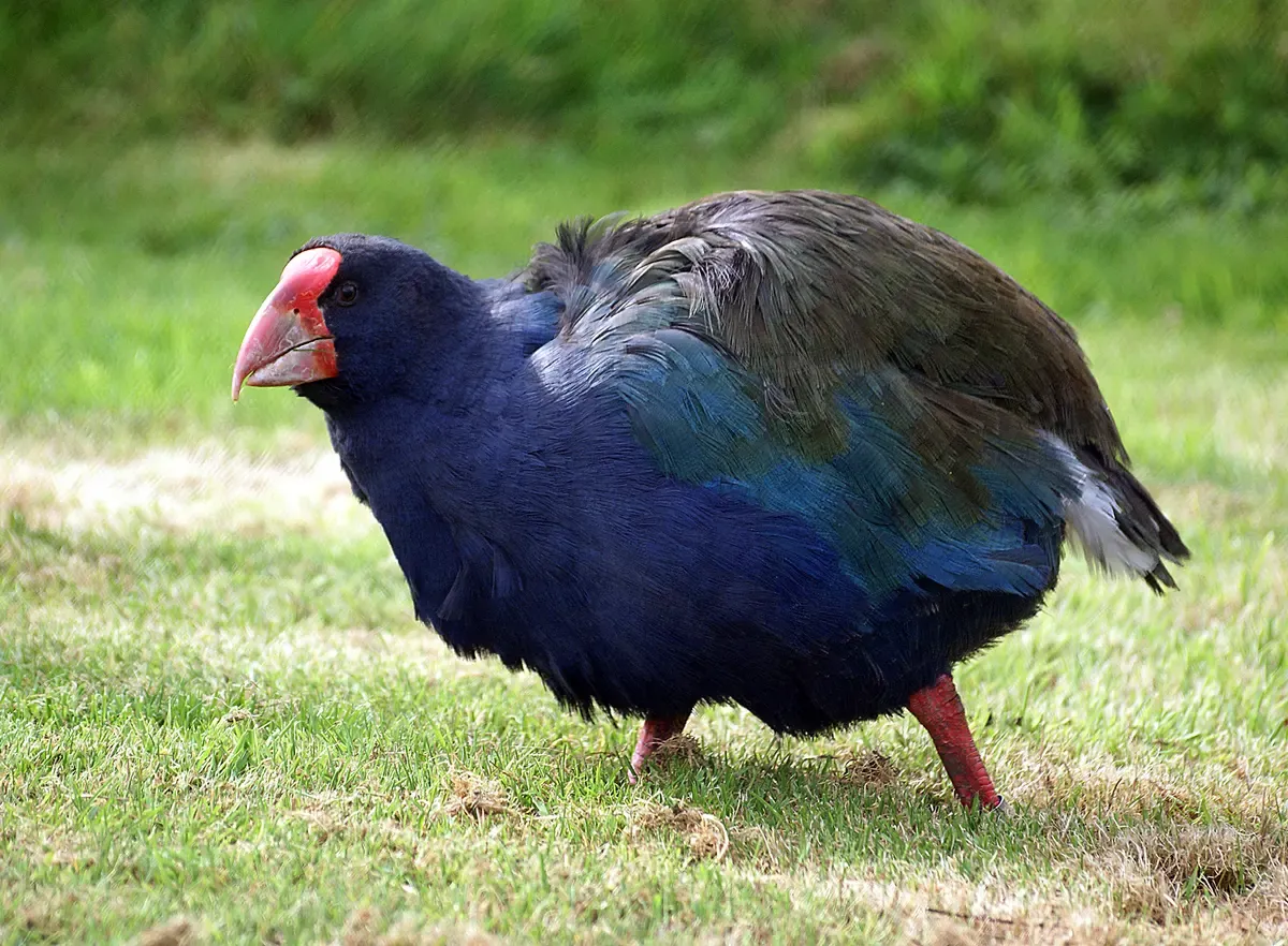 A takahe on grass, one of the rare birds of Fiordland National Park near Milford Sound.