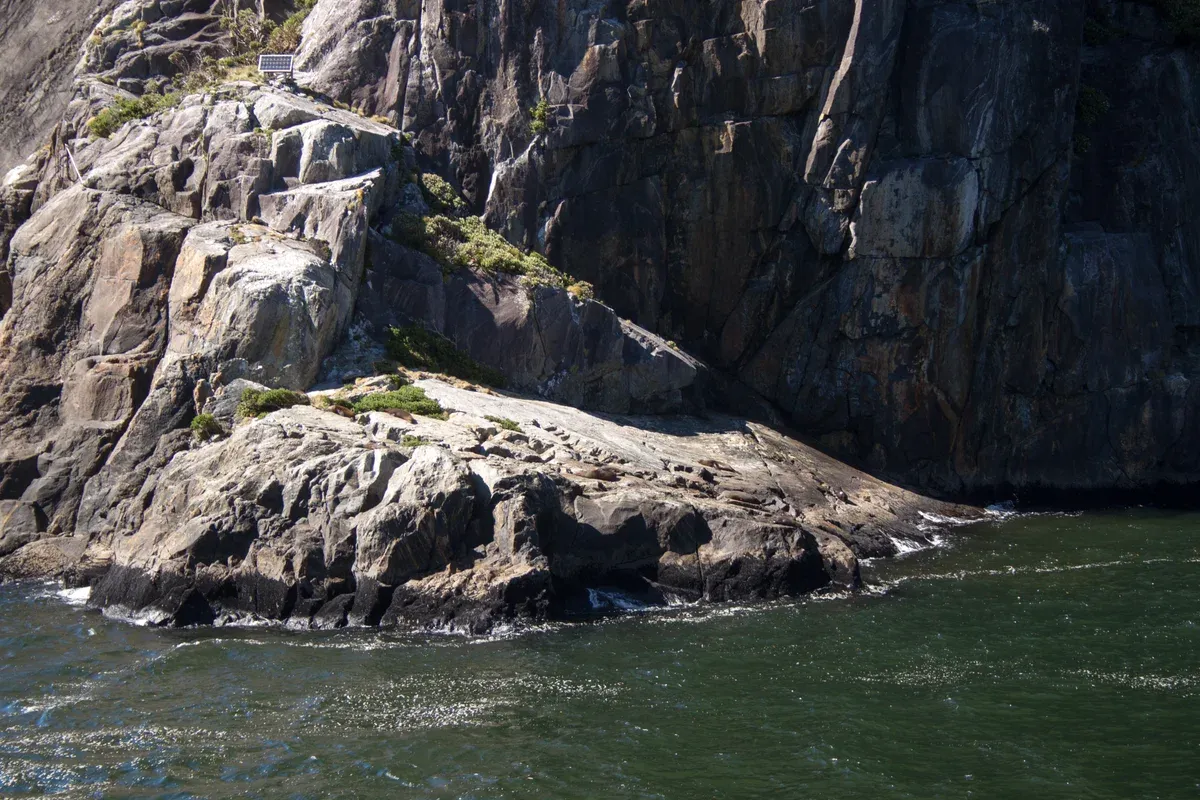 Fur seals resting on Seal Rock, seen from the deck on a Milford Sound boat tour